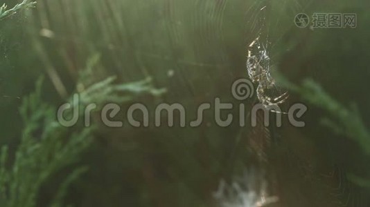 蜘蛛抱着大危险十字蜘蛛坐在蜘蛛网的右边视频
