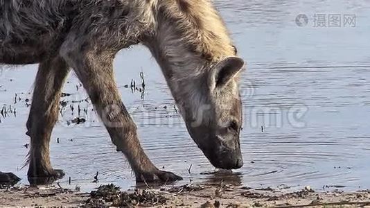 在博茨瓦纳的奥卡万戈三角洲的莫雷米保护区水洞、莫雷米保护区发现了Hyena、crocuta crocuta成人饮用水，视频