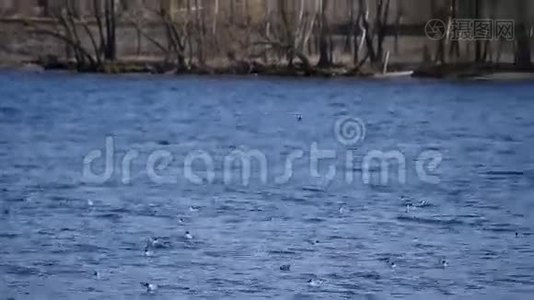 两只海鸥在蓝水上飞翔视频