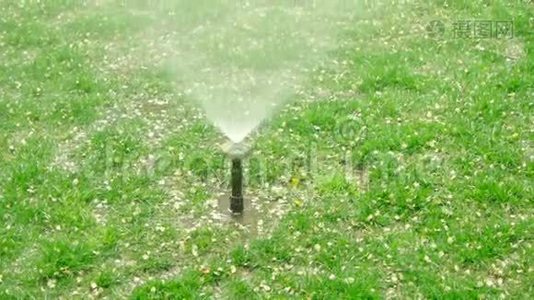 庭院草洒水车摊铺水.. 在有狗斑的草坪上浇水。视频