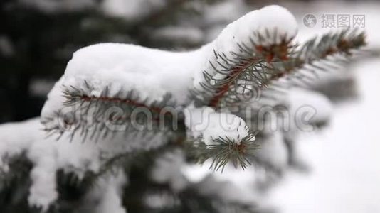 白雪覆盖的树，雪躺在树枝上，圣诞树躺在雪地里视频