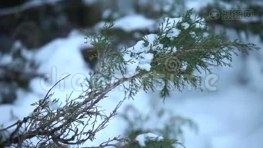 白雪覆盖的树，雪躺在树枝上，圣诞树躺在雪地里视频