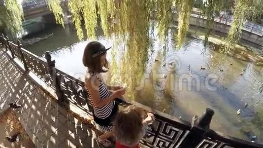 孩子们在城镇公园里喂鸭子。视频