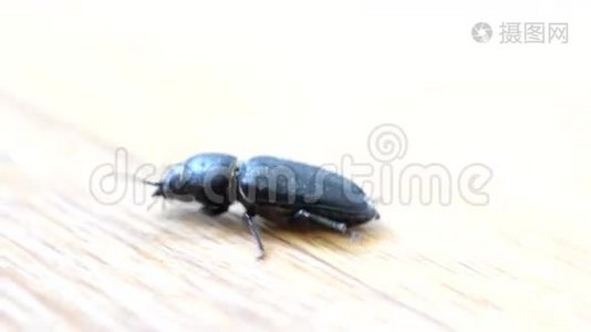 黑甲虫在木板上爬行.视频