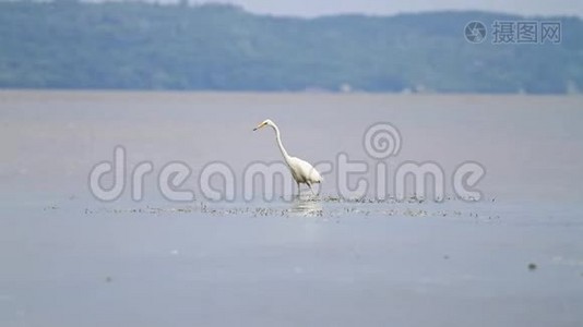 大白鹭在浅水中游荡视频