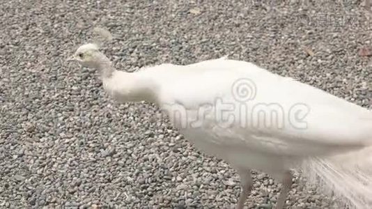 美丽的白色孔雀。视频
