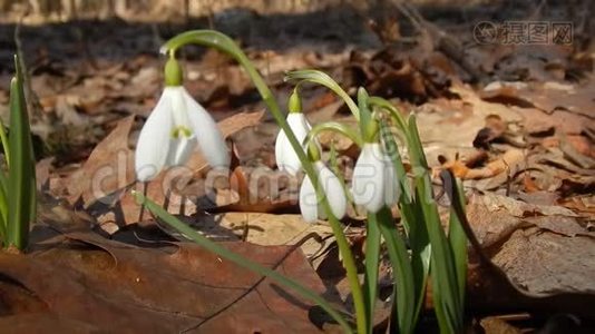 春花雪滴紧计划.视频