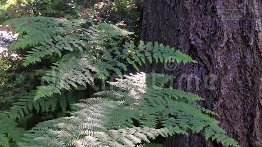 华盛顿州森林中的蕨类和树干视频