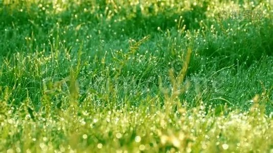 模糊的绿草背景，水滴和晨露视频