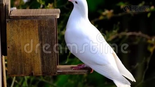 野鸽子从松鼠盒子里偷花生。视频