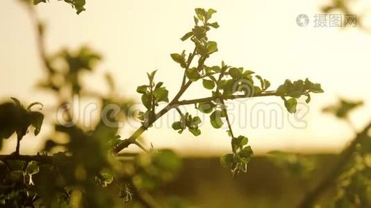 树枝生阳光苹果树枝在夕阳下苹果树枝在夕阳下阳光下生活方式自然视频