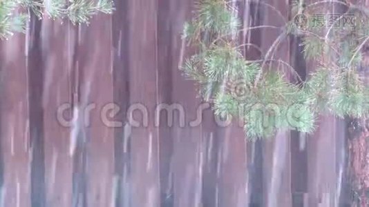 潮湿的雪落在树的背景下视频