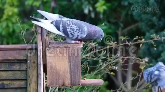 野鸽子从松鼠盒子里偷花生。视频