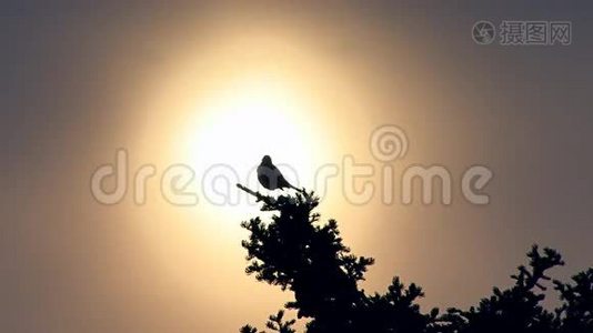 夕阳西下，鸟儿在树梢鸣叫视频