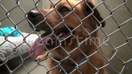可爱的狗坐在动物收容所的笼子里视频
