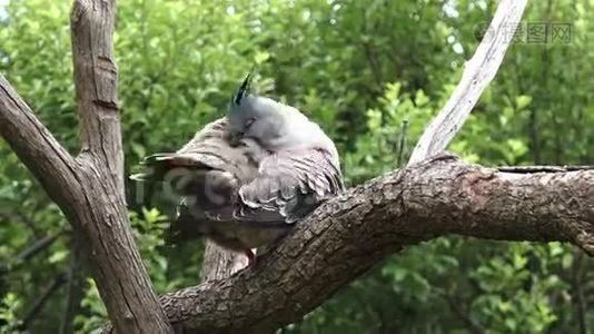 信鸽坐在树上视频