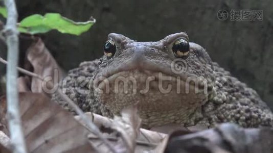 森林特写中的青蛙，树叶中的蟾蜍日光浴，木材中的动物宏观景观视频