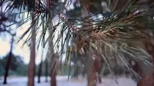 松枝上的松果，在微风中摇摆，特写，冬天的雪林视频