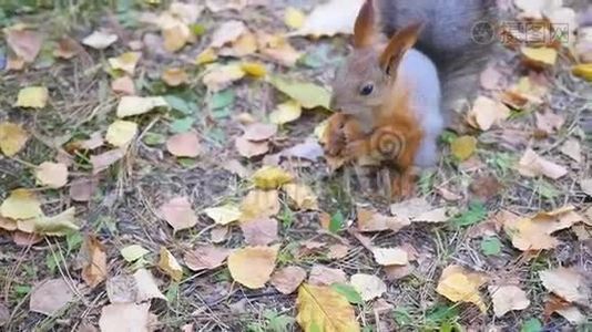 美丽的松鼠在公园吃坚果视频