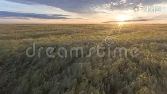 在美丽的夏日夕阳下飞过金色的麦田。黄麦在微风中摇曳视频