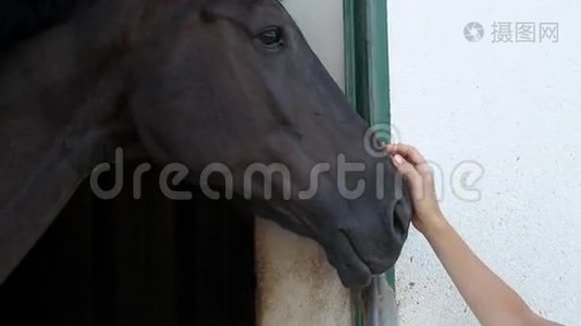 （英译汉）1.女人用手摸马头视频