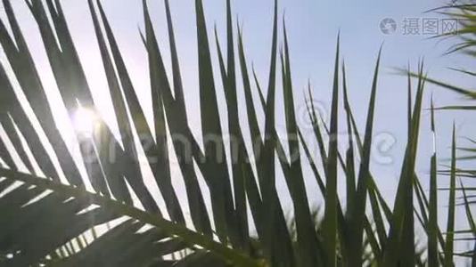 棕榈枝顶着天空和阳光视频