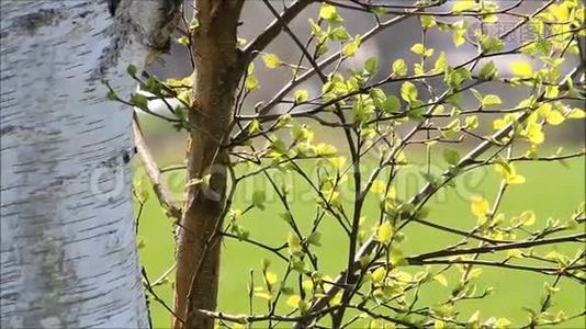 春天白桦树的绿叶视频