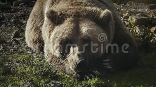 一只巨大的棕熊躺在草地上视频