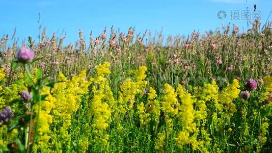 草地上的贝斯特劳、石楠和三叶草视频