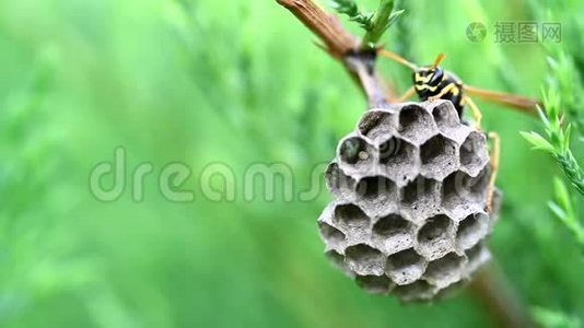 在野生动物绿色背景下的巢中视频