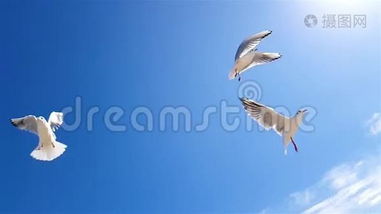 海鸥在天空中缓慢地捕捉食物视频