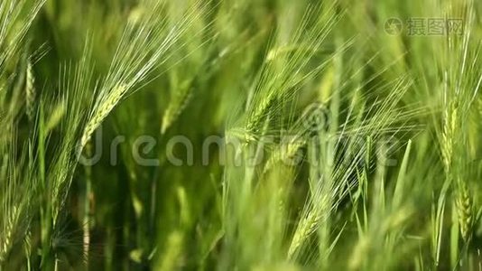 小麦作物在田野上逆天生长. 原创优质视频无需任何处理..视频