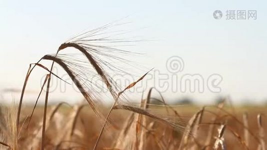小麦作物在田野上逆天生长. 原创优质视频无需任何处理..视频