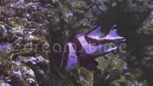 咸水水族馆里的鱼视频