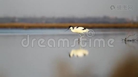 珍稀鸟类鸟类学家在浅水中循环行走视频