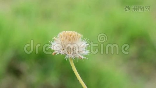 花在风中摇曳。视频