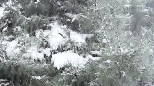 下雪的日子，松树上的雪视频