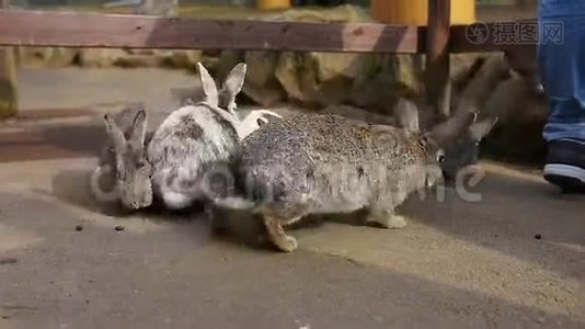 兔子在笼子里视频