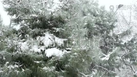 下雪的日子，松树上的雪视频