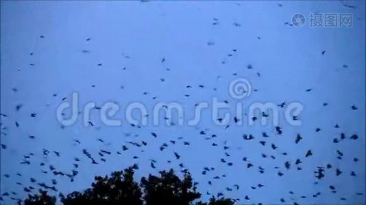 一群乌鸦在空中盘旋视频