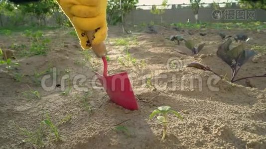 特写女人手挖花和植物。视频