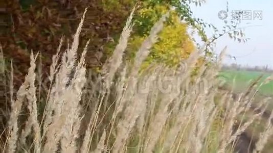 秋天的草地。 俄罗斯战场视频