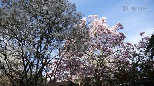 木兰和一棵白花的树。视频