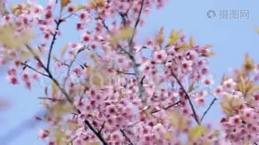 喜马拉雅野樱花蓝天视频