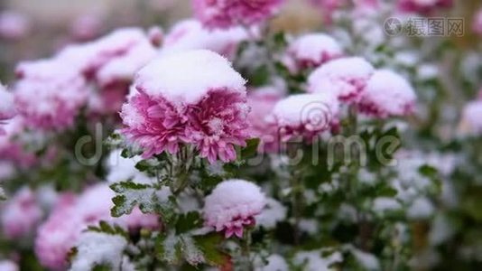 粉红色的菊花，雪下有绿叶。 初雪，秋，春，初冬.. 动作缓慢。视频