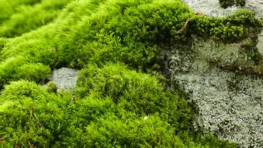 岩石上森林苔藓的追踪照片视频