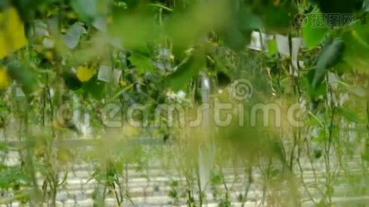 采用滴灌法在温室内种植黄瓜。 相机焦点的过渡。视频