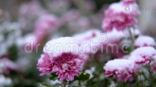 粉红色的菊花，雪下有绿叶。 初雪，秋，春，初冬.. 动作缓慢。视频