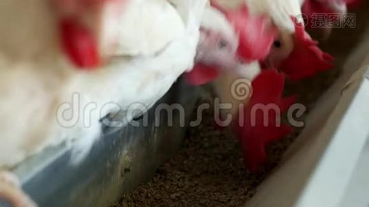 家禽养殖场，用于饲养鸡和蛋，鸡啄饲料，特写，混合饲料视频