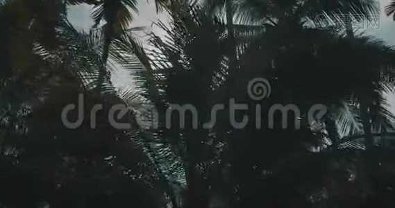 棕榈树的底景和太阳光视频